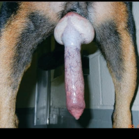sluttyk9 Avatar