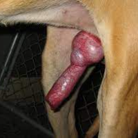 k9lover Avatar