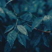 -fallen_leaf- Avatar