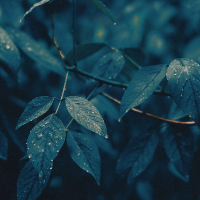 -fallen_leaf-'s Avatar