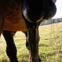 pferdefeeund90 Avatar