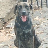 ruancachorrao Avatar