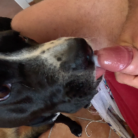 Dogshaft87的化身