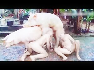 Animal Orgy