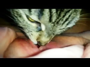 Cat lick my pussy