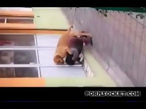 Public Dog Sex - ZoofiliaLovers - Videos de Zoofilia