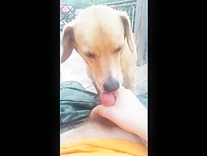dog licks up all my cum