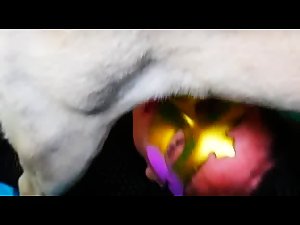 Dog blowjob amateur woman