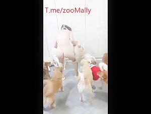 Asian dog party 2