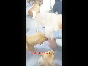 Chinese mom take care of her many dogs 2