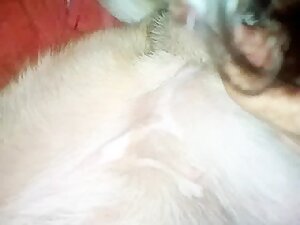 Licking dog pussy