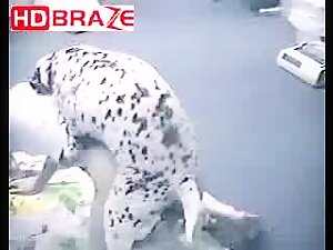 Naughty dalmatian