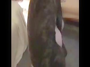 Waiting for my dog to fuck me