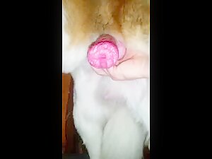 My dogs big cock