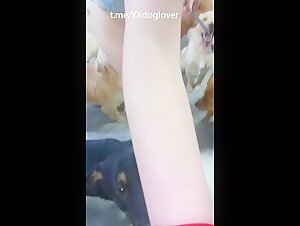 Asian's culture dog gangbang
