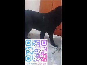 Big black dog looking for mom'pussy