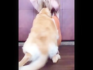 Dogs are amazing