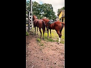 The horse is impotent!!! The owner is sleeping with his mare