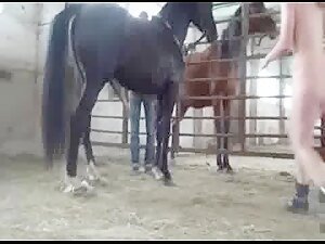 Horse