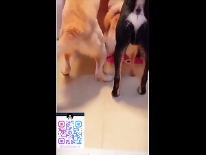Chinese dog group sex one woman