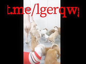 Chinese girl fuck with many dogs