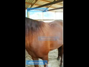 Nenhum arquivo escolhido mare taking a roll in the corral