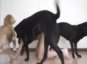 Collared DILF gang-banged by a bunch of dogs