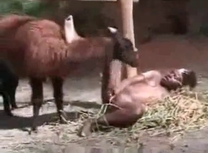 Ebony zoophile gets banged by farm animal