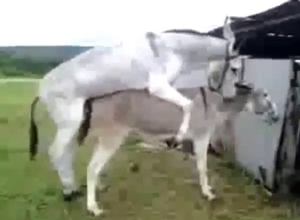 Outdoor bang scene with a donkey fucking