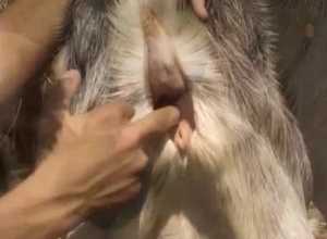 Kinky couple and a goat, fucking outdoors