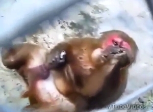Monkey jacking off while it shows its hard peen