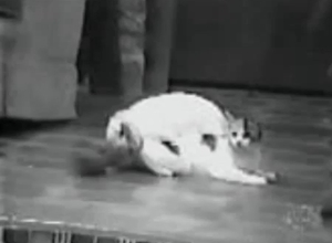 Rabid rabbit tries to fuck a kinky cat
