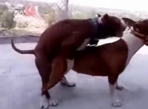 Outdoor animal sex scene with small dogs