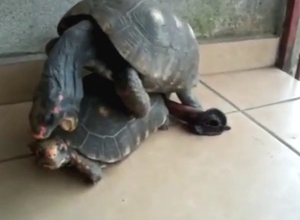 Gay turtles fucking ass and enjoying orgasms