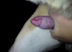 Crazy hot dog cock getting stroked
