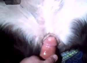 Dripping animal cunt gets gaped here