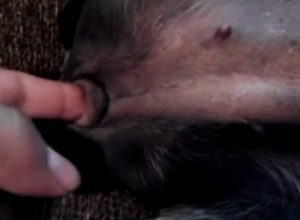 Dog's cute pussy gets fingered hard
