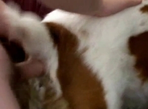 Dude fucks a dog like a true alpha male