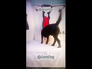 New dog video