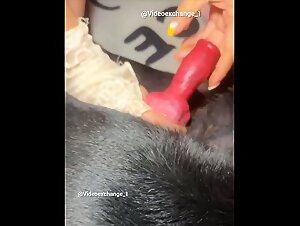 Dog video