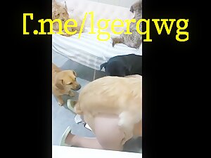 China wife let many dogs gangbang her