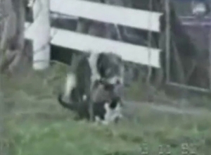 Dog fucks another dog so hard that it barfs