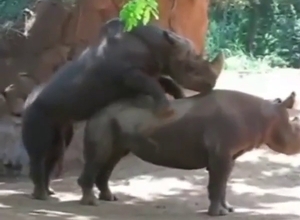 Rhino sex scene with two beasts that bang