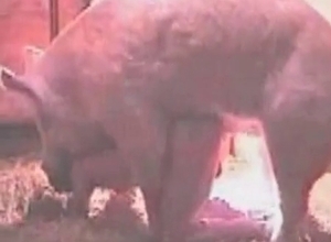 Slut enjoys hardcore zoophilia XXX