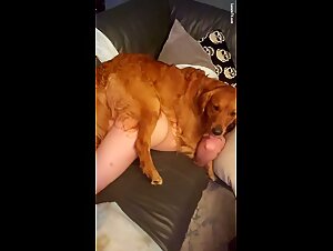 Casual golden retriever sex