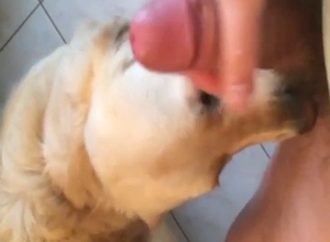 Guy has a submissive mutt licking his penis
