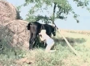 Outdoor oral sex with a black pony