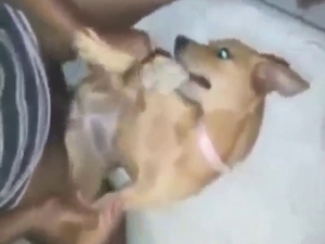 Plump-assed dog looks tiny with his dick in