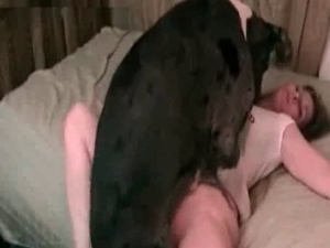 Dog fucks in the missionary pose
