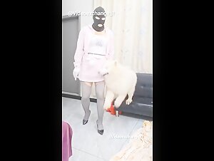 Dog video